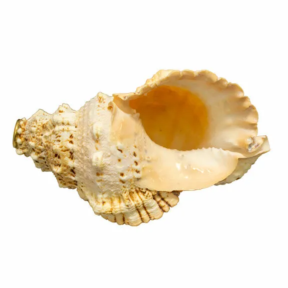 bergerault-trompe-coquillage-conque image 1
